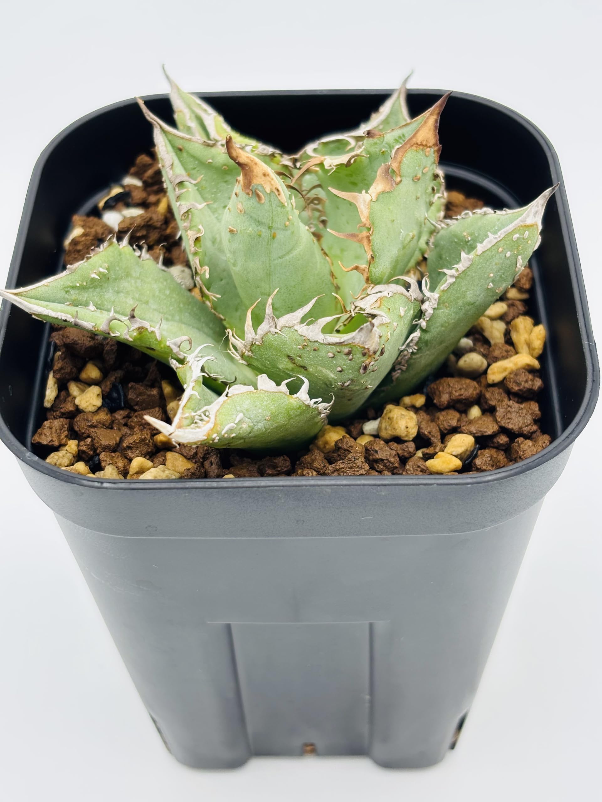 Amazon|アガベ チタノタ 金蟾(キンセン)/Agave titanota 'Kinsen Amazon|アガベ チタノタ 金蟾(キンセン)/Agave titanota 'Kinsen